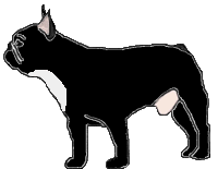 Fauve bringé à panachure blanche limitée (Fau. Bri. PBl.Lim.)