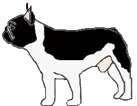 Fauve bringé à panachure blanche moyenne (Fau. Bri. PBl.Moy.)