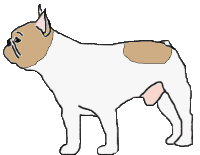 Fauve à panachure blanche (Fau. PBl.)